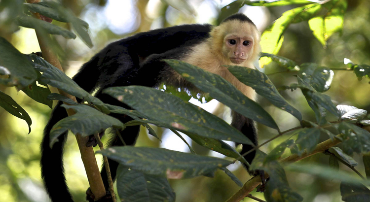 Costa Rica Affe Zentralpazifik